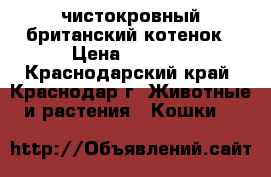 чистокровный британский котенок › Цена ­ 1 000 - Краснодарский край, Краснодар г. Животные и растения » Кошки   